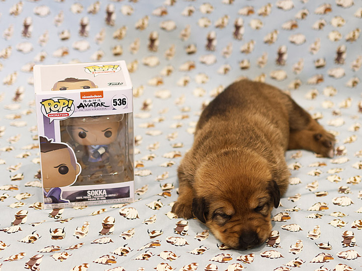 chinook puppy